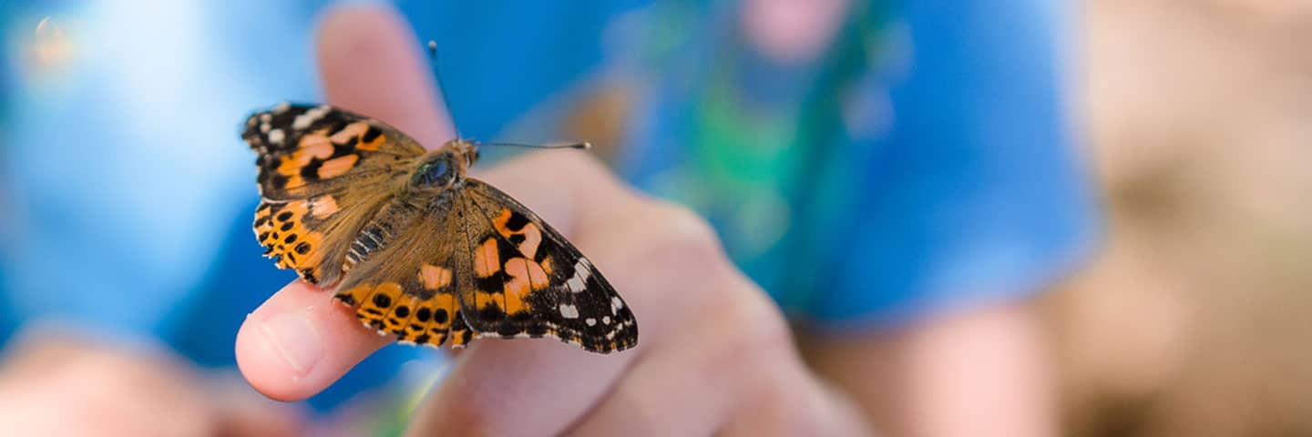 Bunnies & Butterflies Event